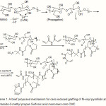 Scheme 1: A brief proposed mechanism for ceric-induced grafting of N-vinyl pyrollidin and 2-Acrylamido-2-methyl propan Sulfonic acid monomers onto CMC.