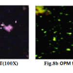 Fig.8a OPM for PBAIT(100X)                   Fig.8b OPM for PBSeIT (100X) 