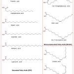 Figure 3: Chemical structures of fatty acids identified in a sample of fixed oil of Oak