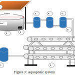 Figure 3: Aquaponic system.