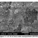 Figure 5: S.E.M of iron oxide nanoparticles (IONPs).