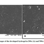 Figure 4: SEM images of the developed hydrogel in 200x (A) and 500x (B) magnification. 