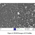              Figure 4: FESEM images of C2 biofilm.