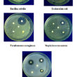 Efficient Antimicrobial Activities of Microwave-Assisted Synthesis of ...